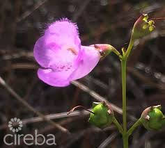 AGALINIS ESTATES – GATED COMMUNITY ON SEAVIEW ROAD – DUPLEX LOT 6